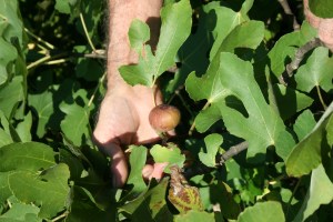 10-6-12 Canon Download 513