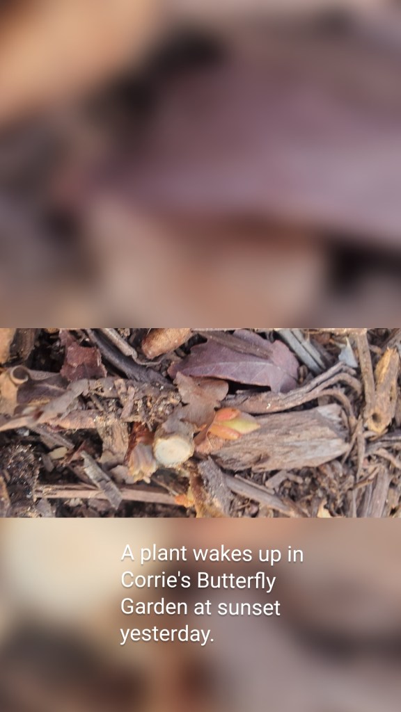 A plant wakes up in Corrie's Butterfly Garden at sunset yesterday.